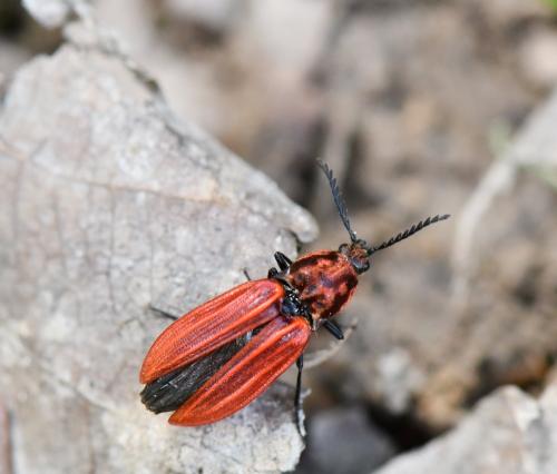 Anostirus purpureus